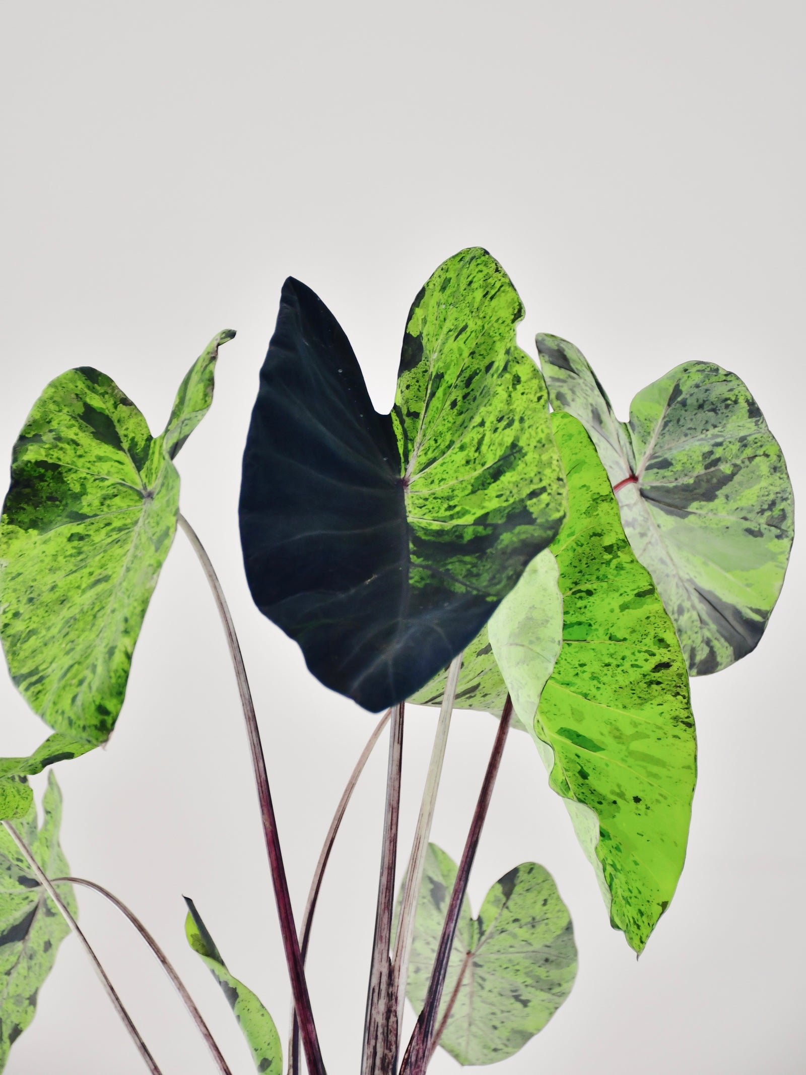 Colocasia mojito