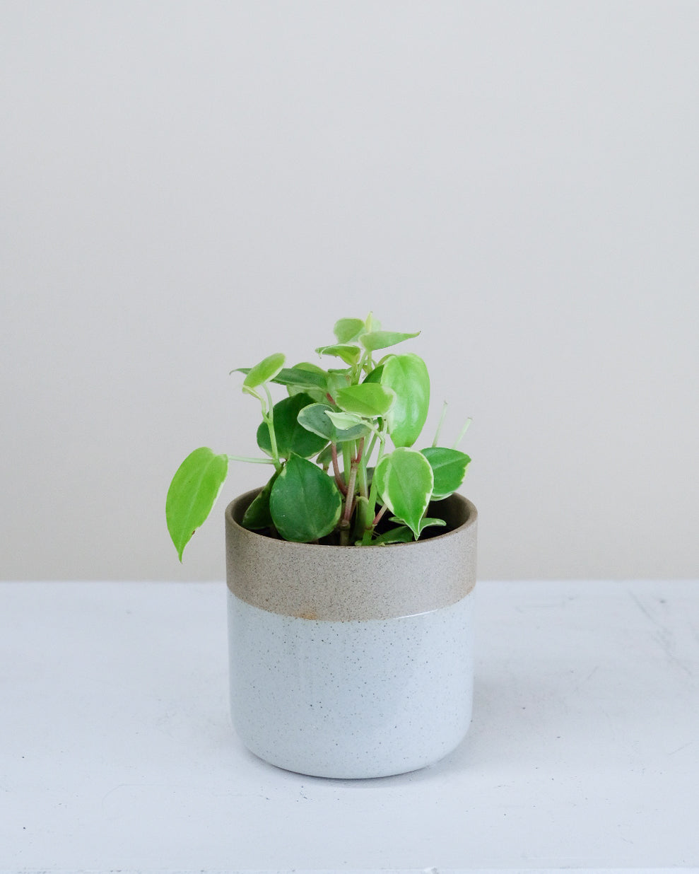 Peperomia scandens
