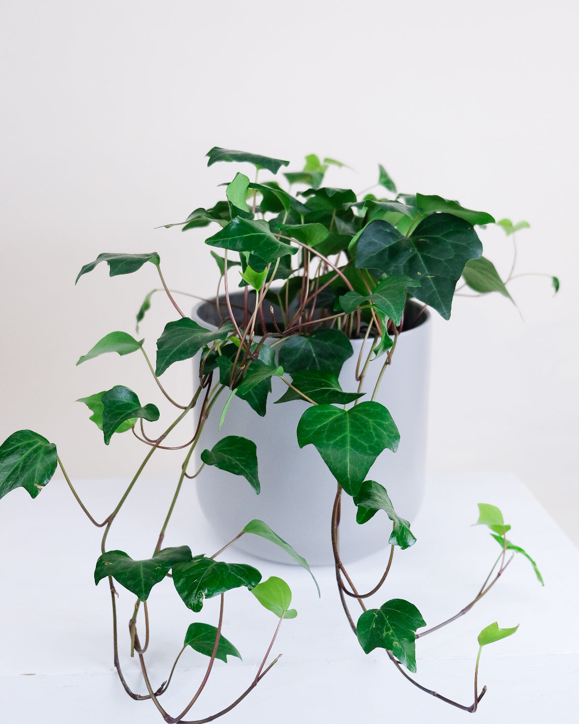 Hedera canariensis « Montgomery »