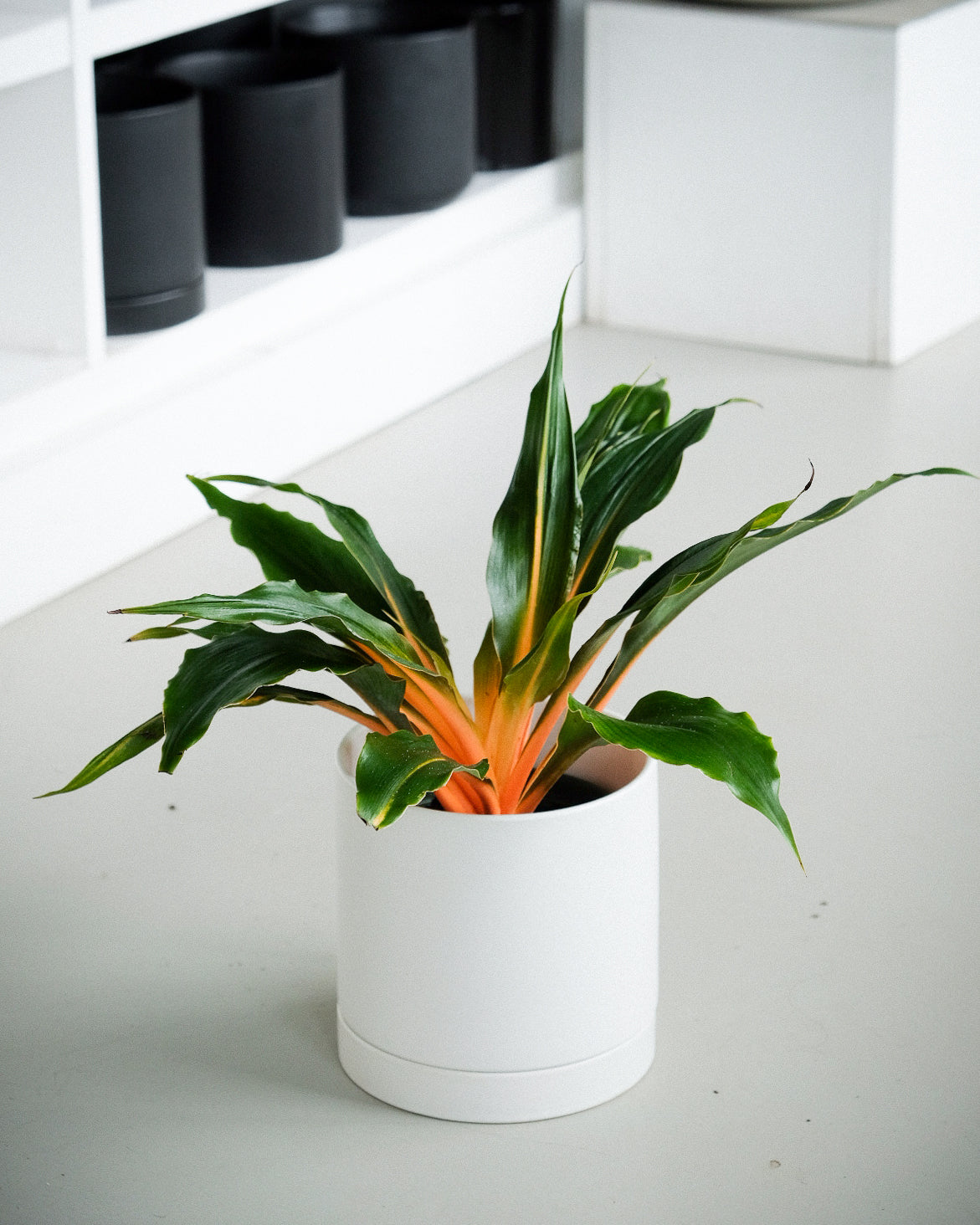 Chlorophytum mandarin