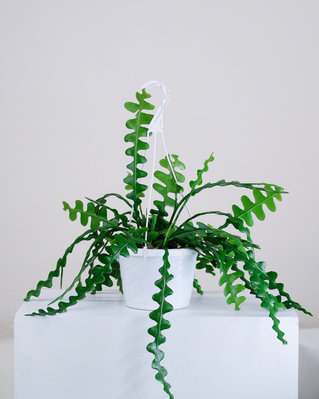 Epiphyllum anguliger « Cactus Zigzag »