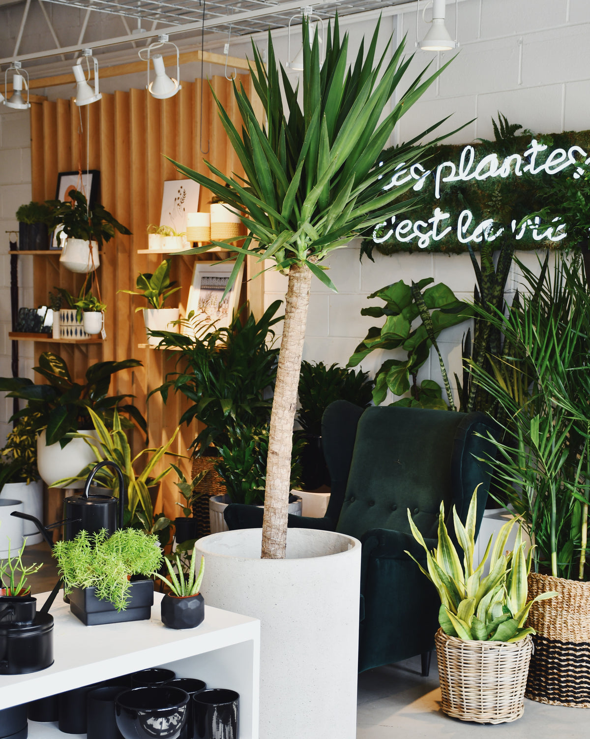 Yucca