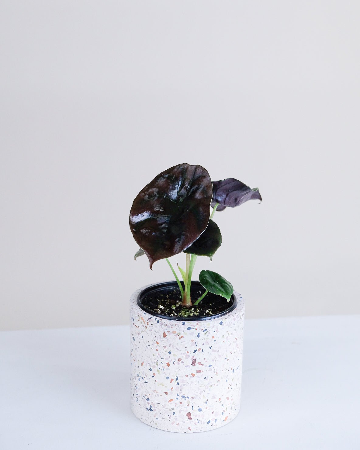 Alocasia cuprea