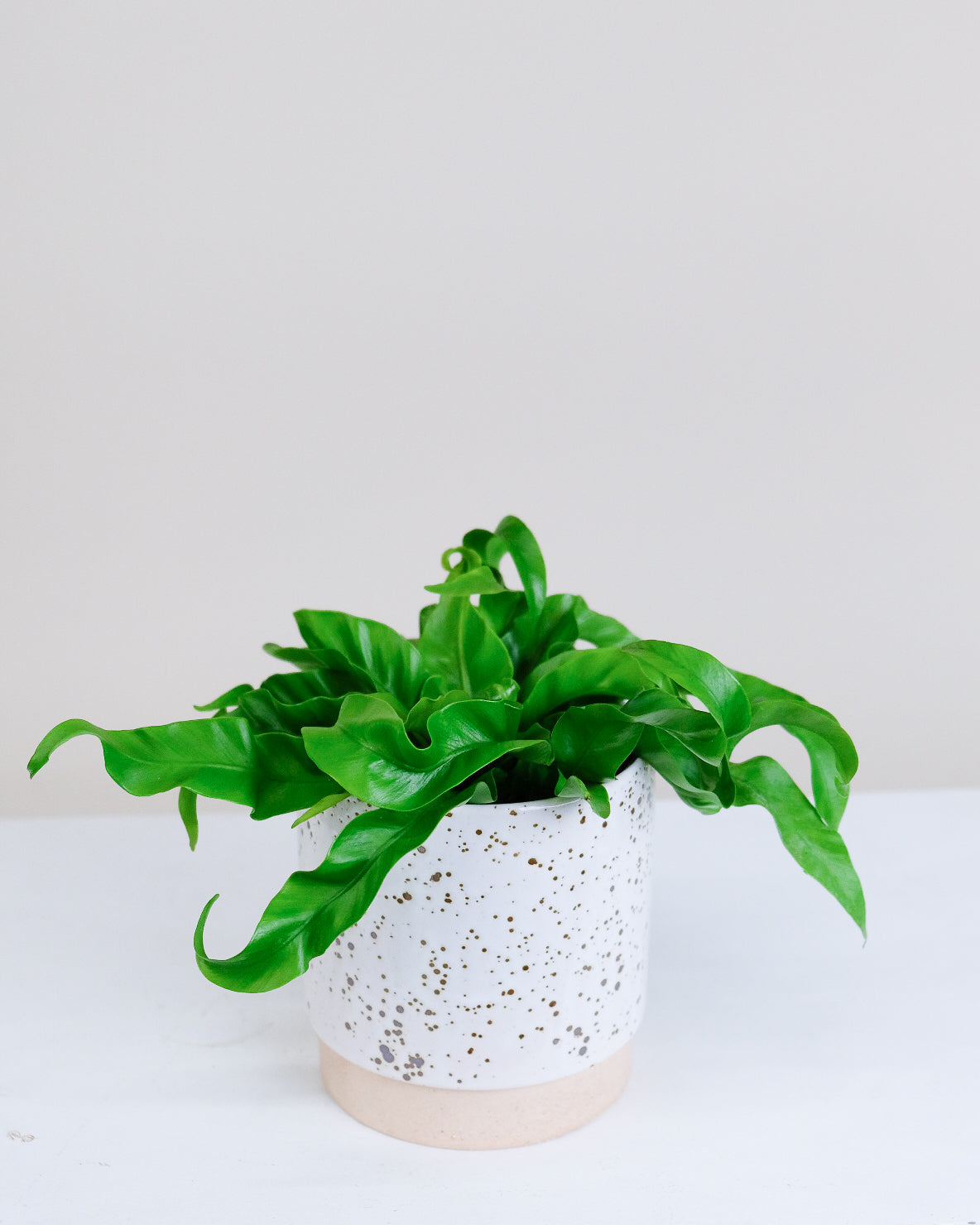 Asplenium antiquum « Hurricane »