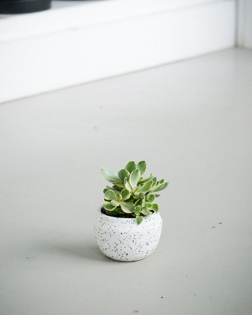 Crassula swaziensis « Variegata »