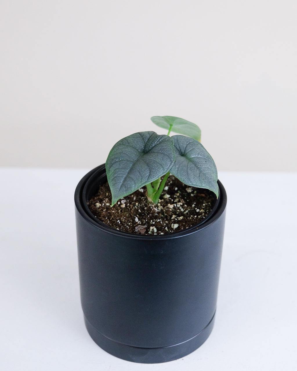 Alocasia « Melo »