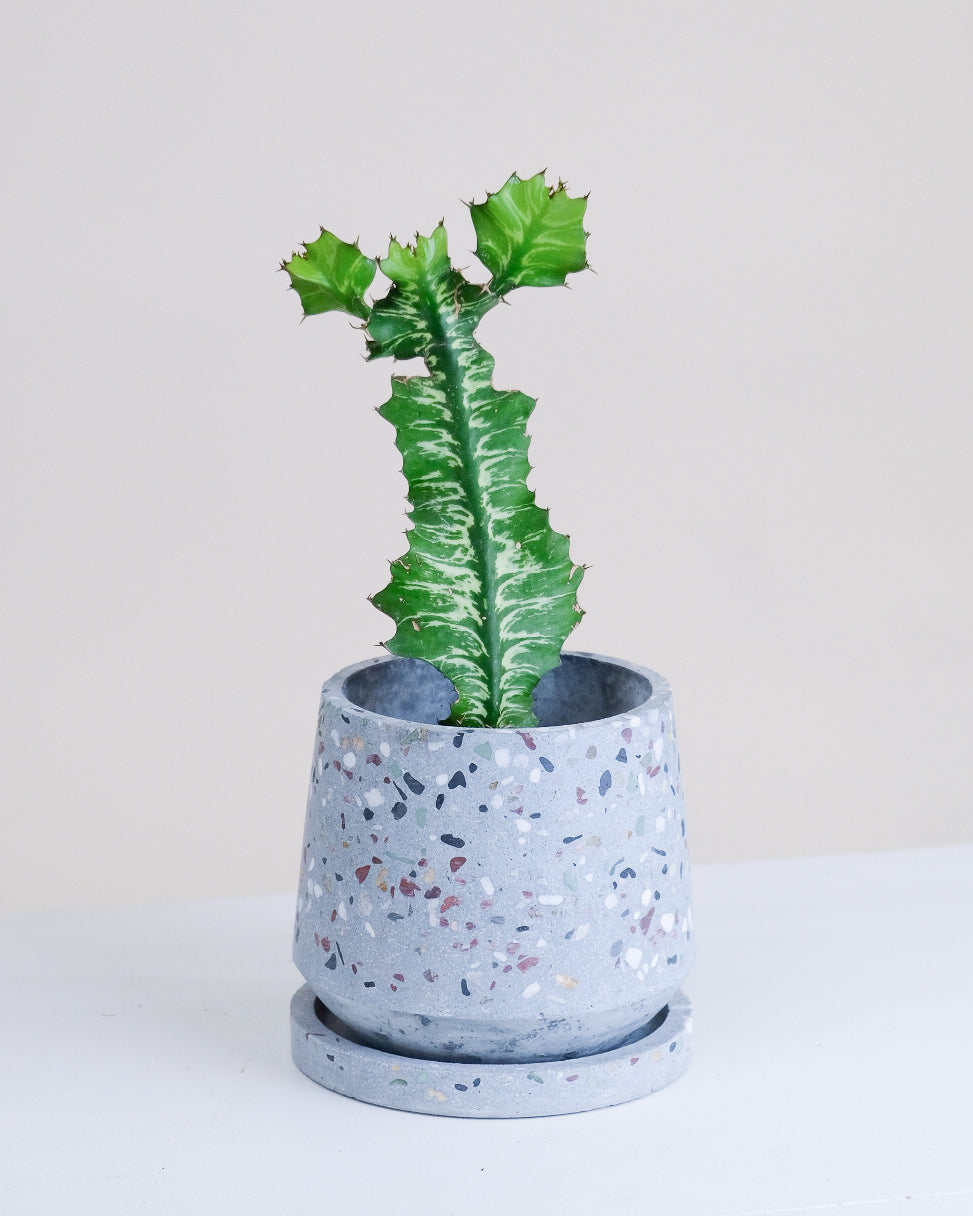 Euphorbia bougheyi « Sunrise »