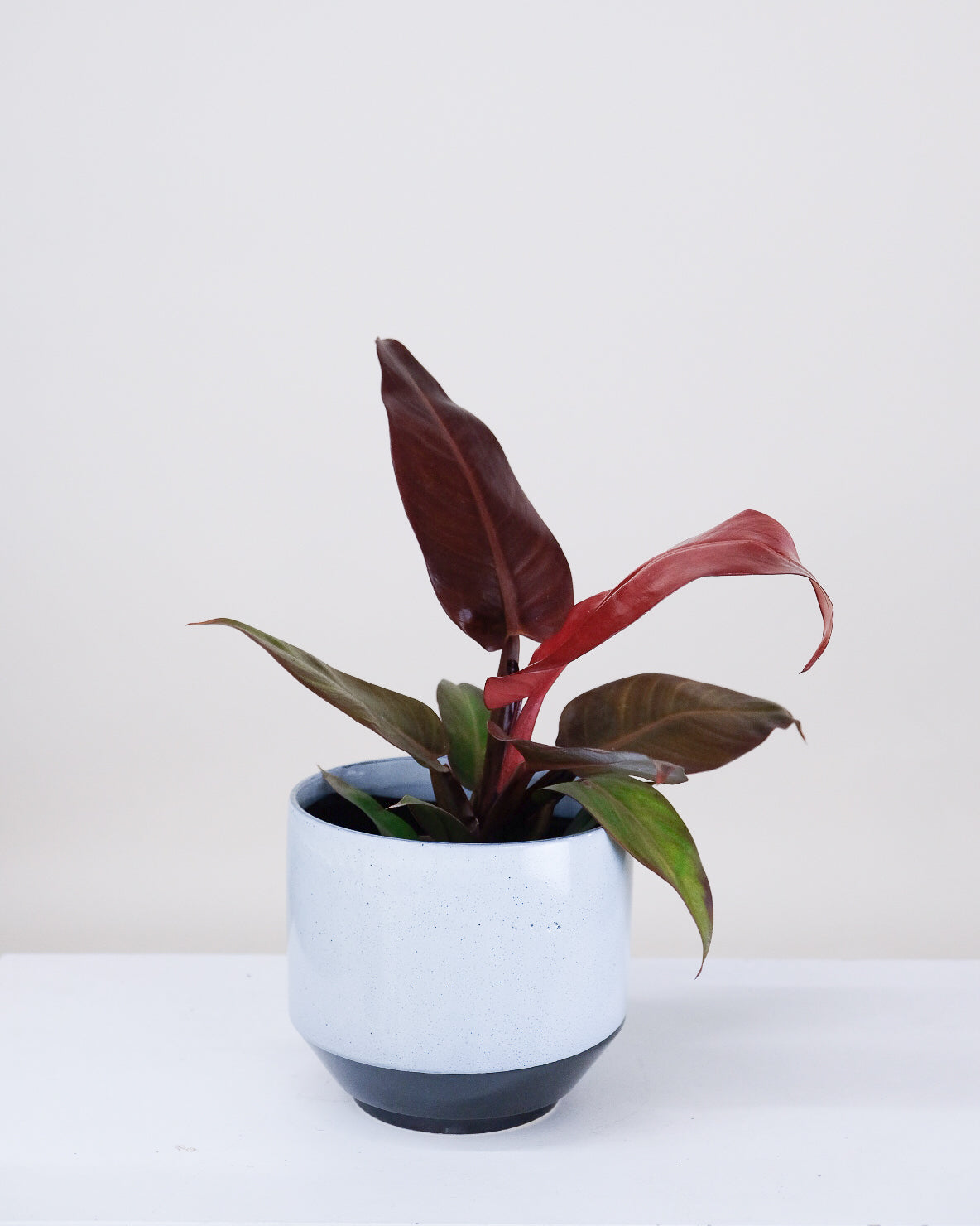 Philodendron « Red Sun »