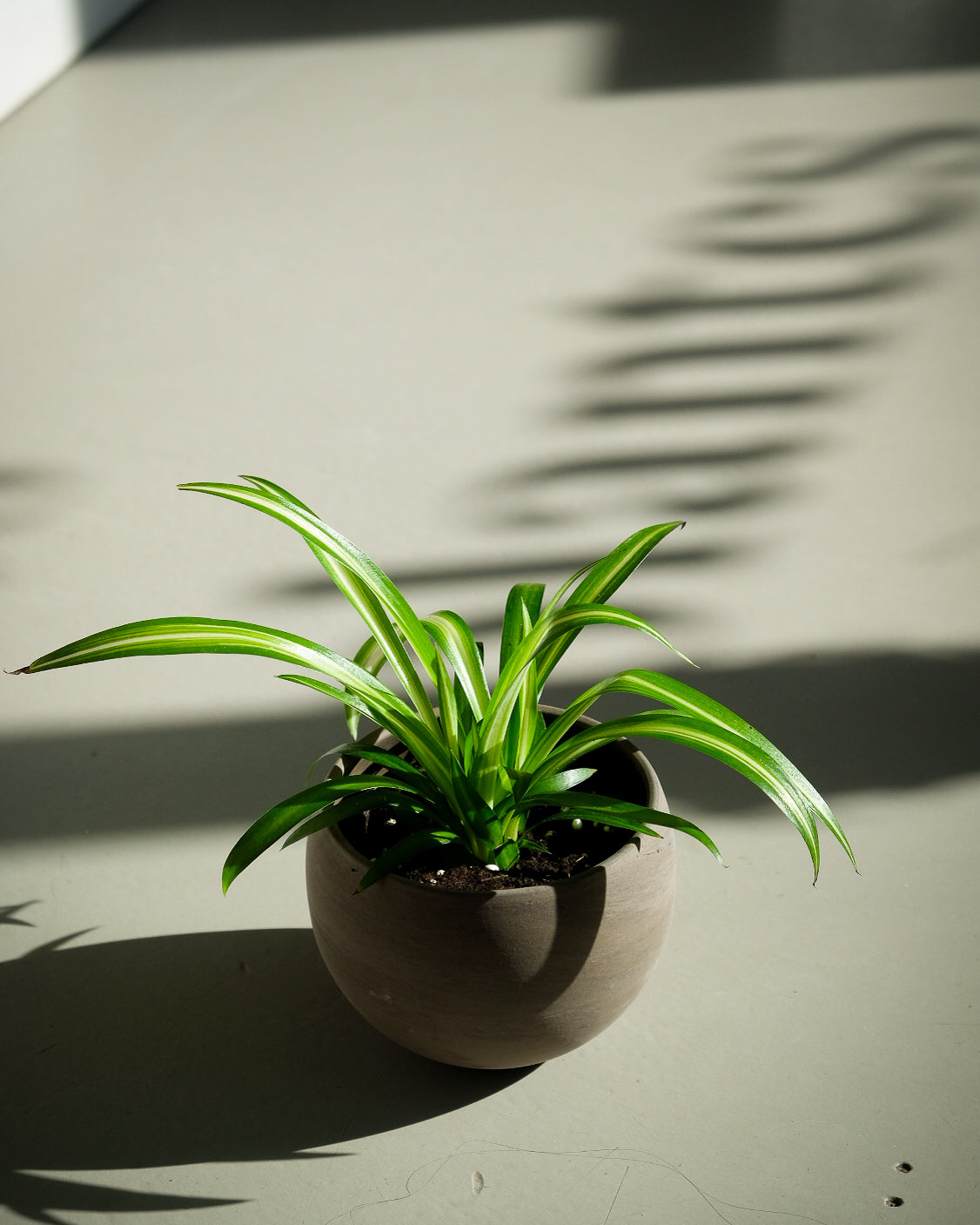 Chlorophytum viridescens « Hawaiian »