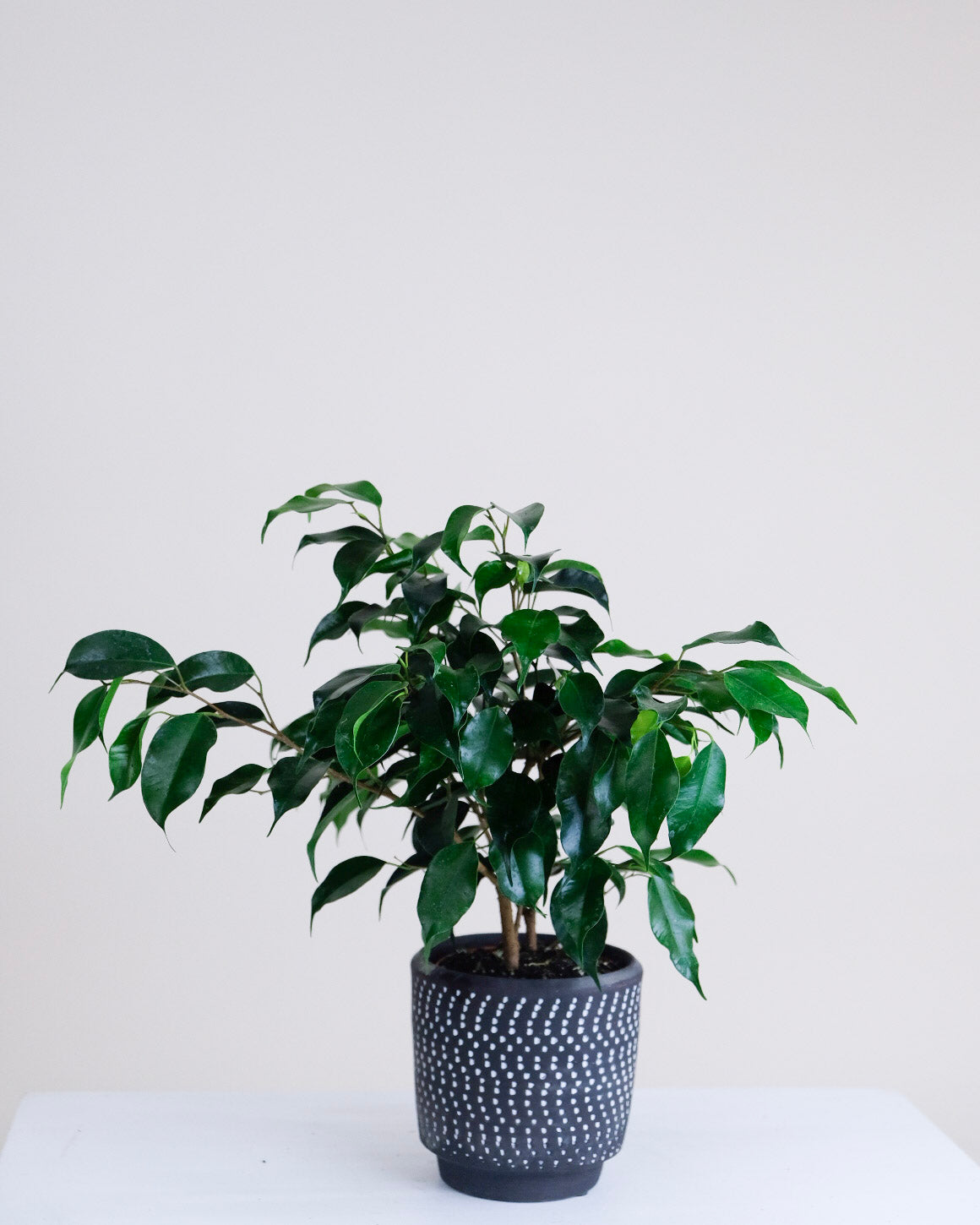 Ficus benjamina « Midnight »