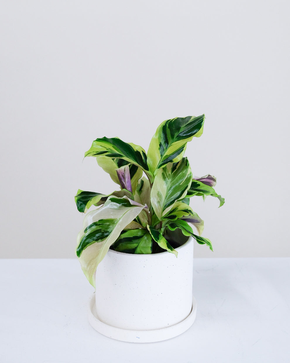 Calathea « Yellow Fusion »