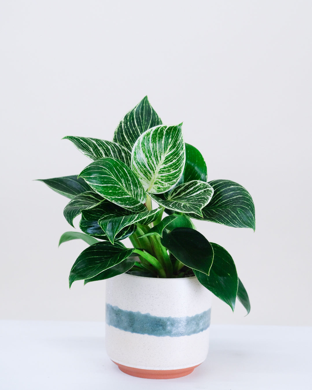 Philodendron Birkin