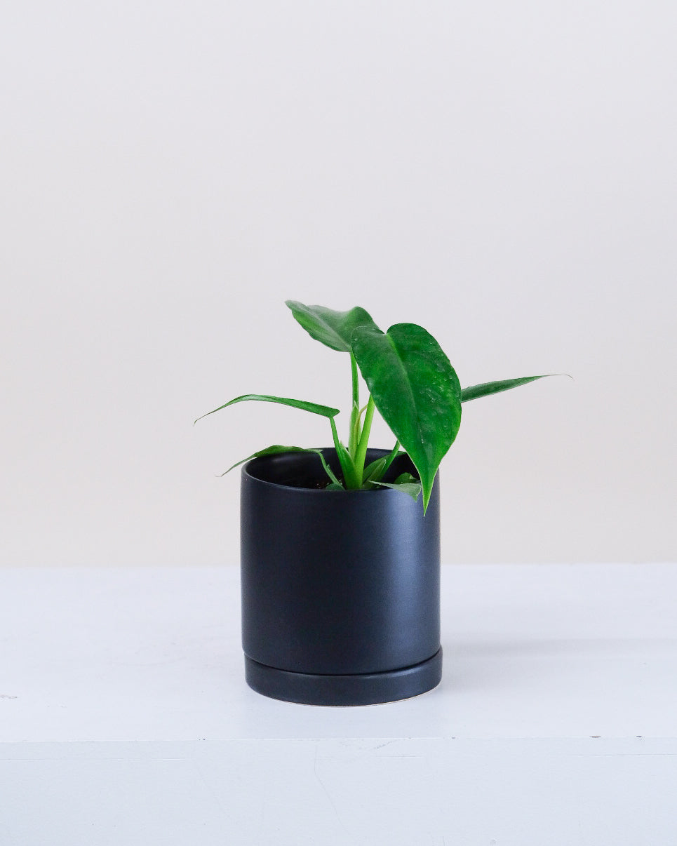 Philodendron « Florida Green »