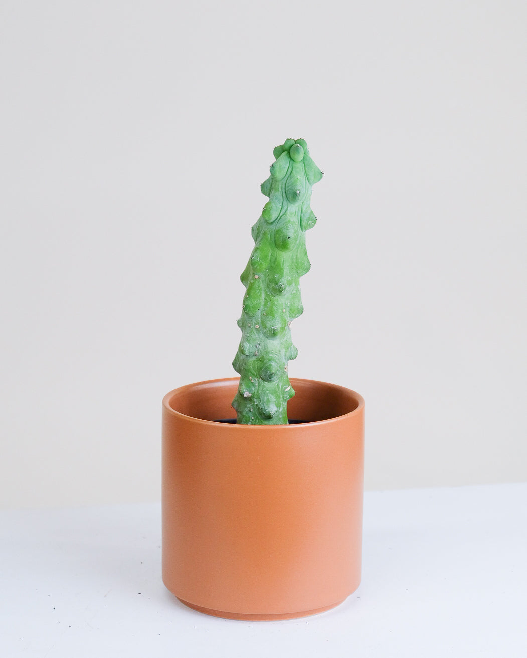 Myrtillocactus geometrizans « boobies cactus»