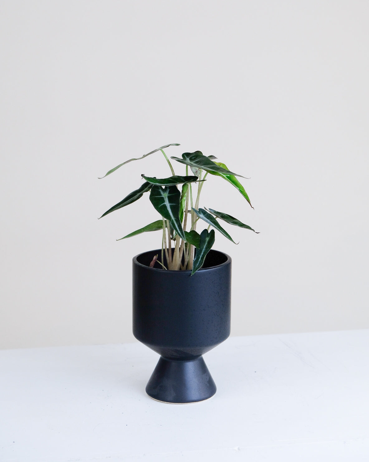 Alocasia « Bambino »