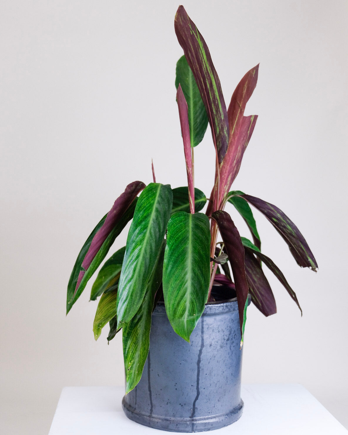 Stromanthe sanguinea « Verte »
