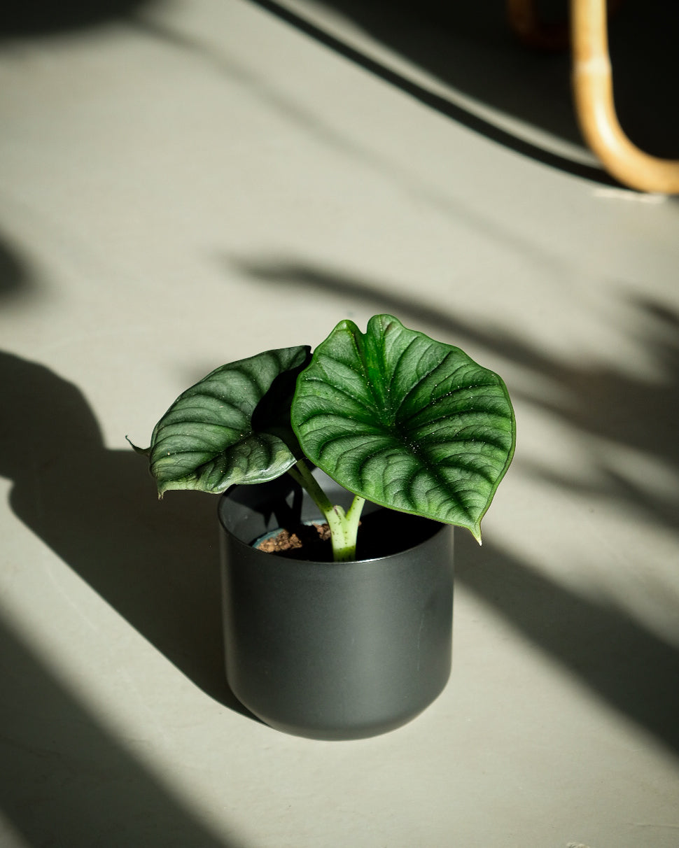 Alocasia « Black Nebula »