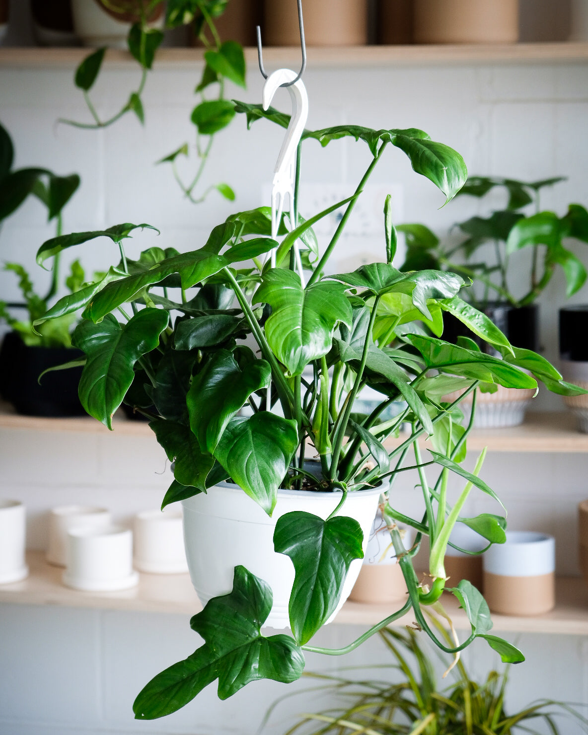Philodendron bipennifolium