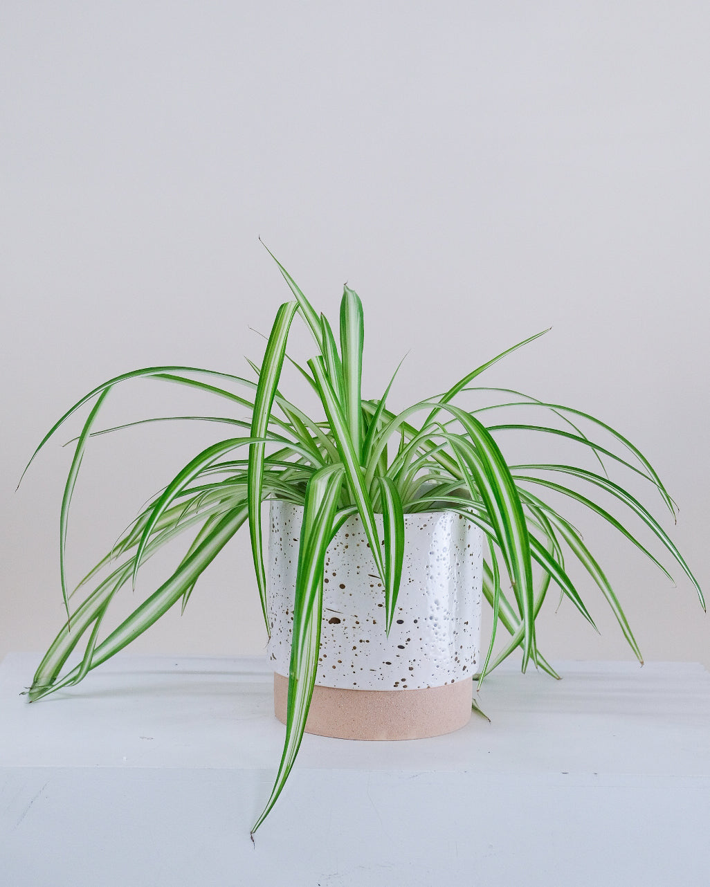 Chlorophytum comosum