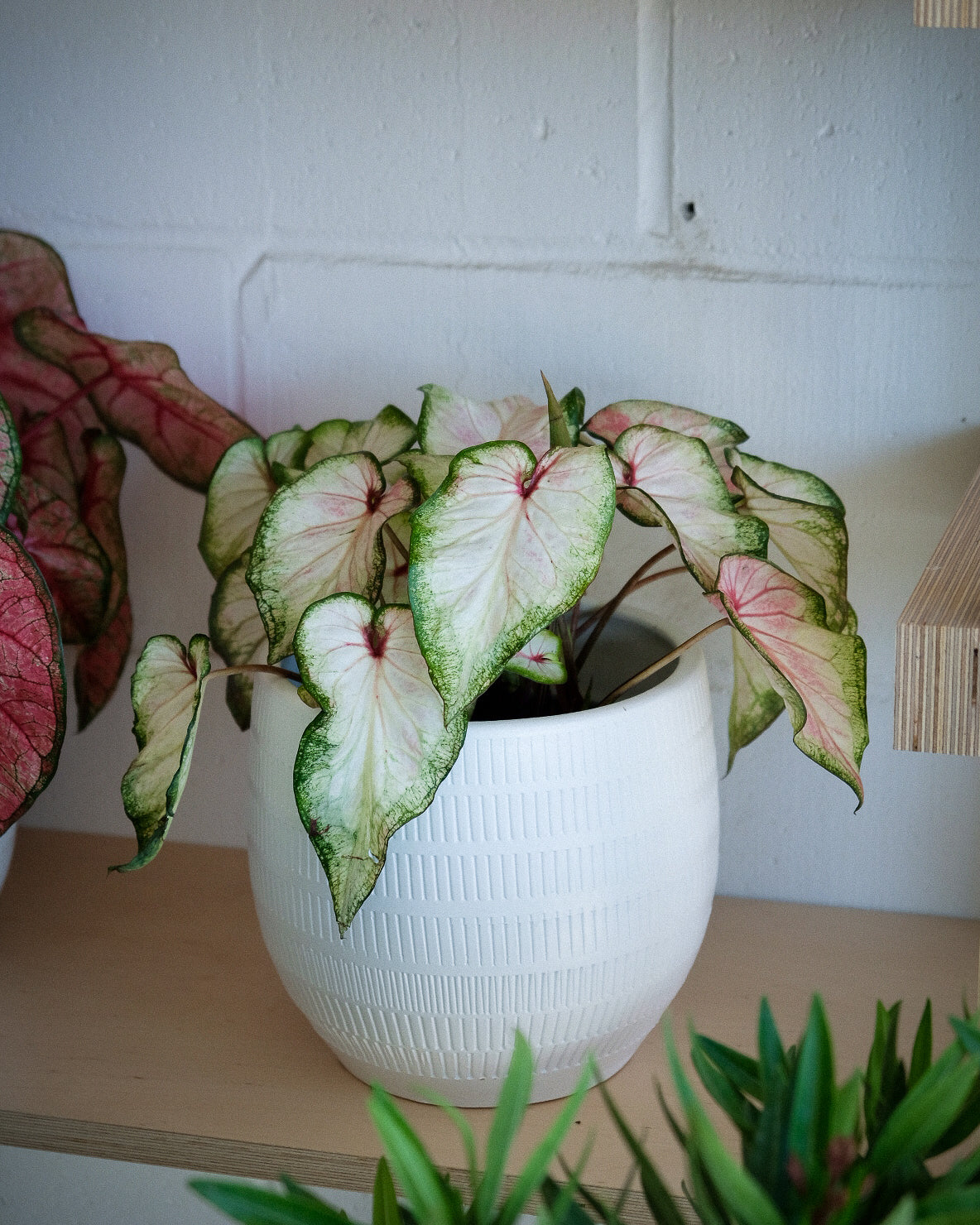Caladium hortulanum « White Wonder »