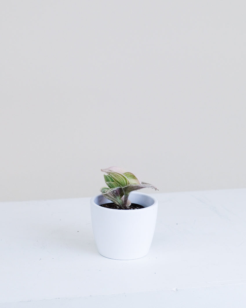 Tradescantia sillamontana « Variegata »