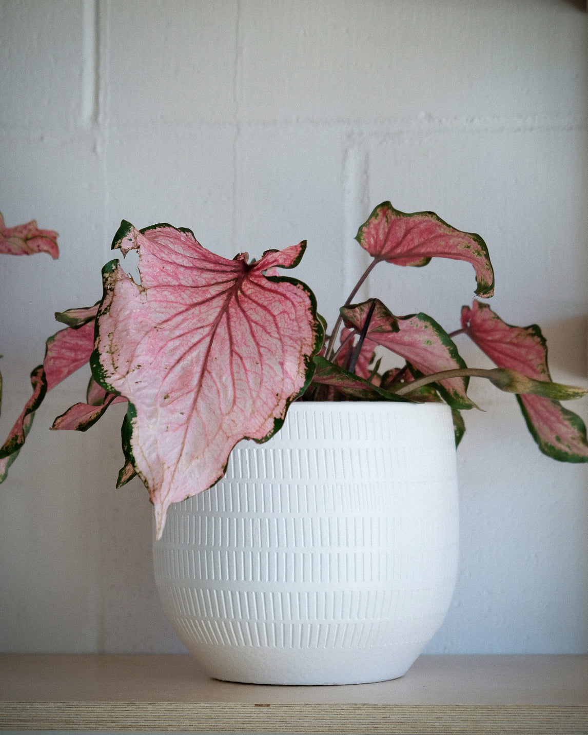 Caladium hortulanum « Va Va Violet »