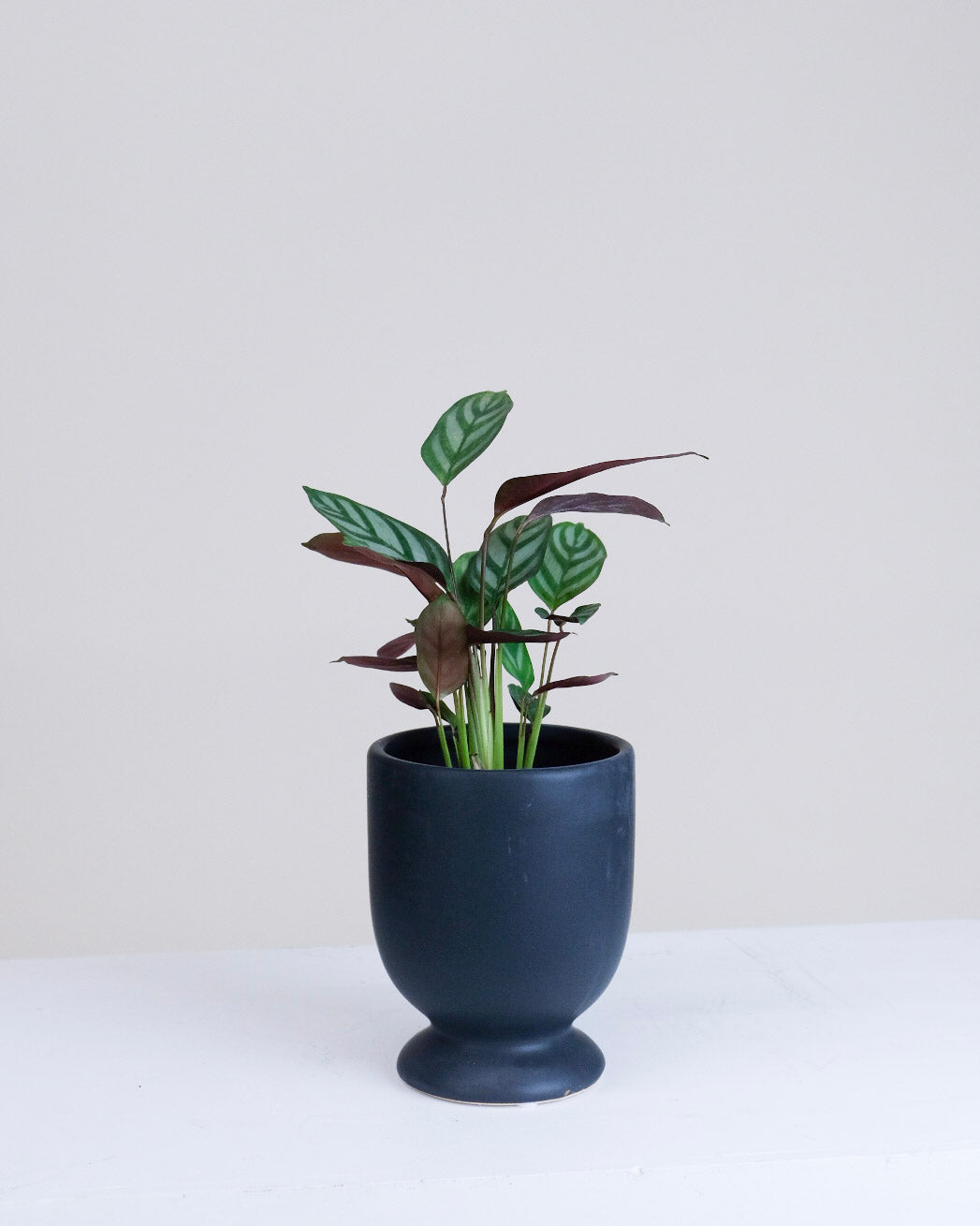 Ctenanthe setosa « Grey Star »