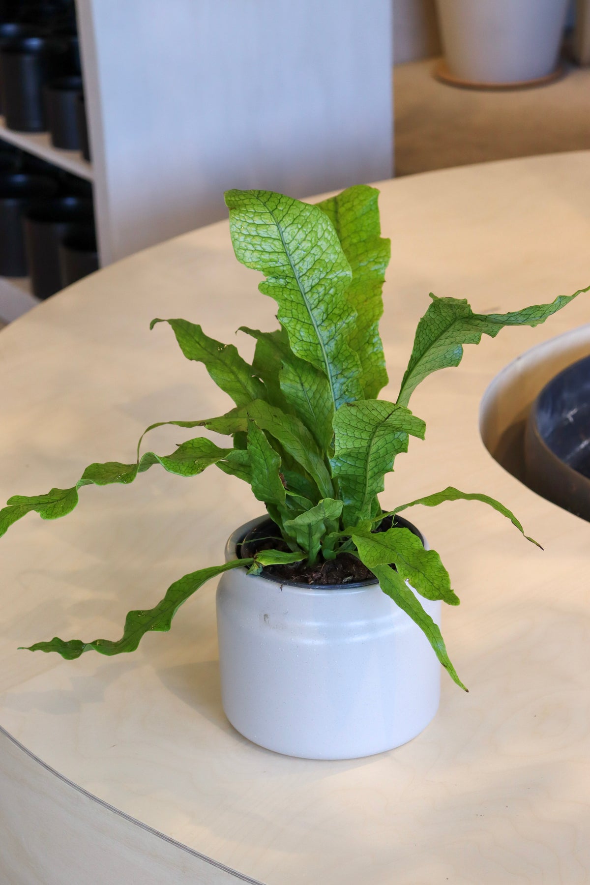 Microsorum musifolium « Fougère Crocodile »