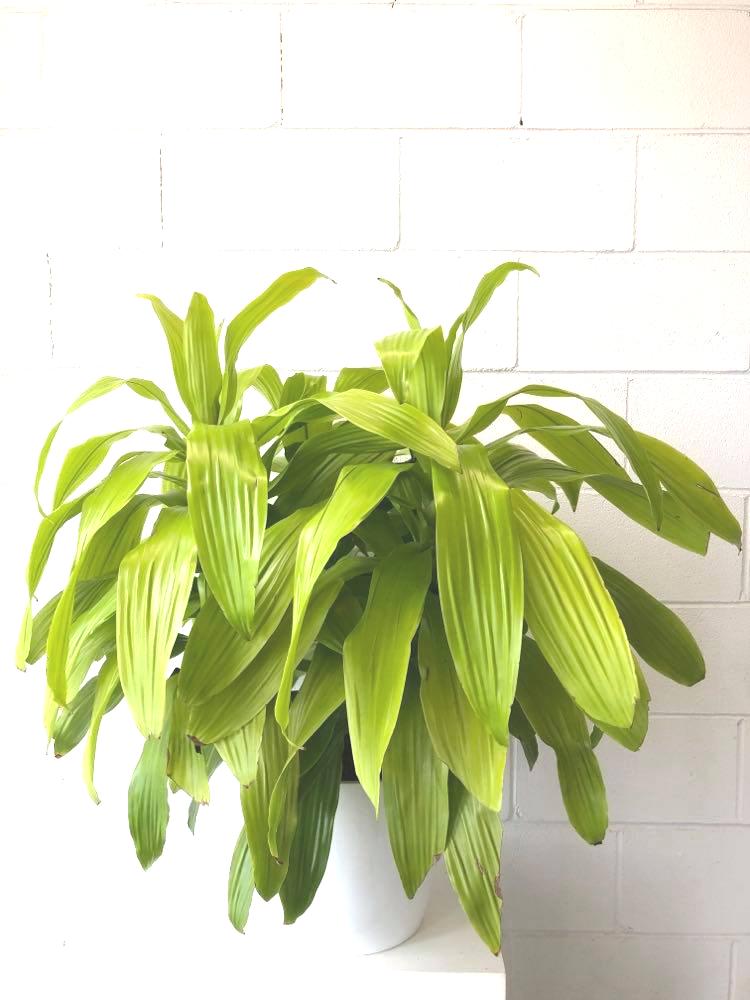 Dracaena « Lime-Light» 