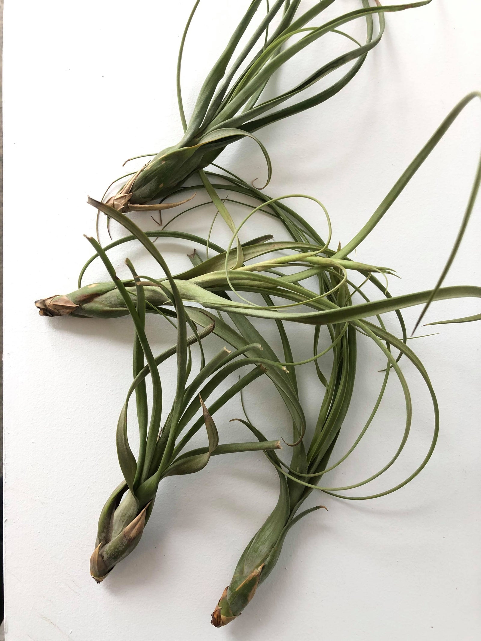 Tillandsia « Bulbosa Giant » 