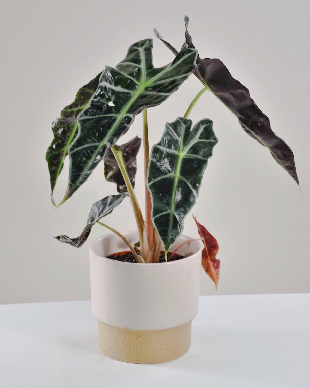 Alocasia Amazonica « Polly »