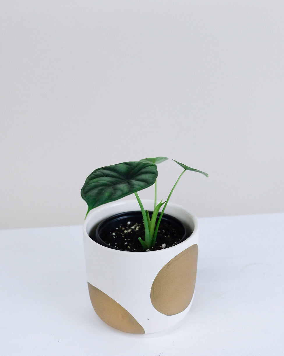 Alocasia « Dragon Scale »