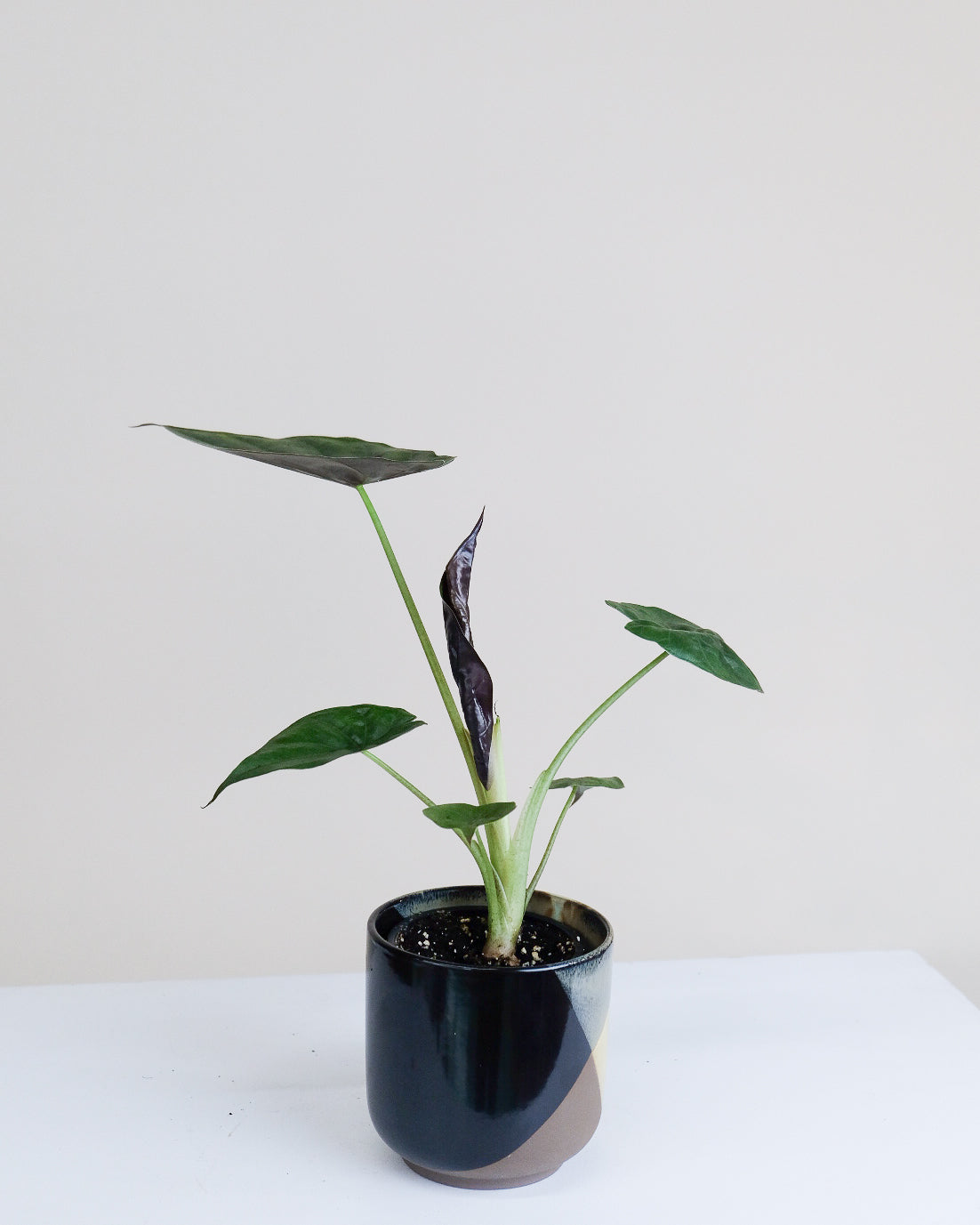Alocasia wentii