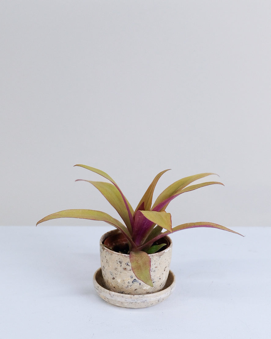 Tradescantia spathacea « Sitara's Gold »