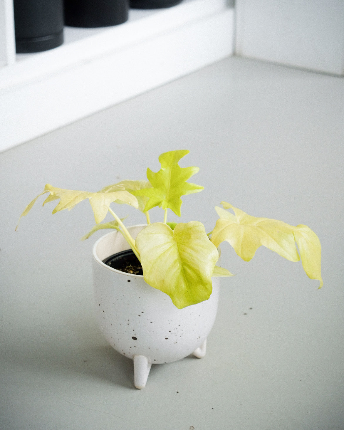 Philodendron warscewiczii « Aurea »