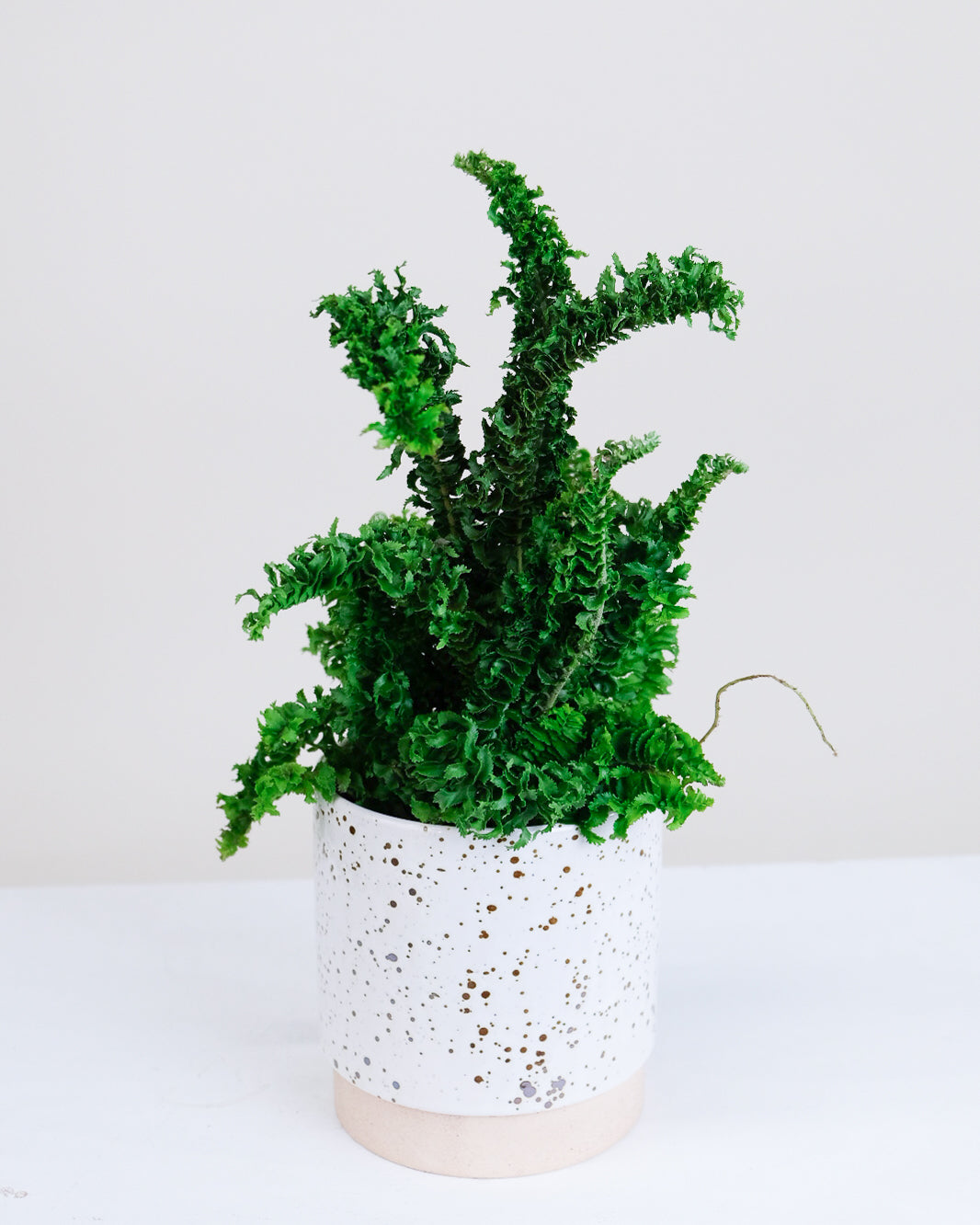 Nephrolepis exaltata « Emina »