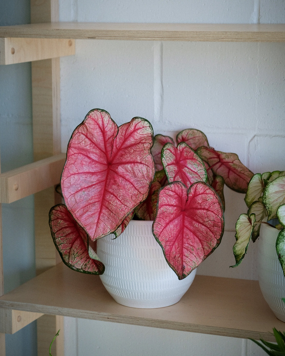 Caladium hortulanum « Tickle me Pink »