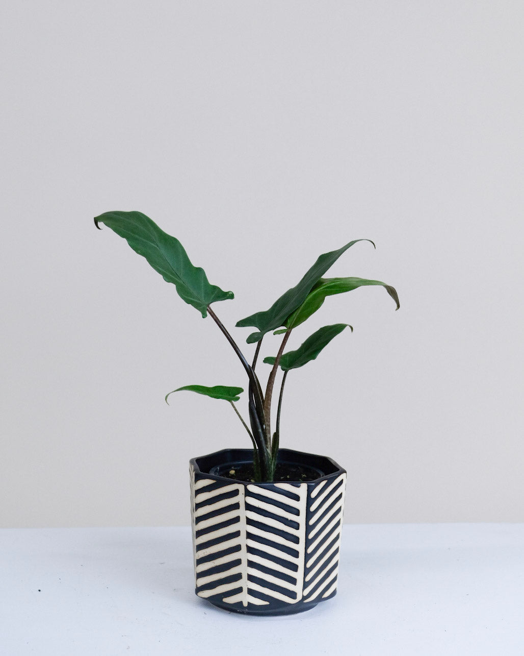 Alocasia lauterbachiana