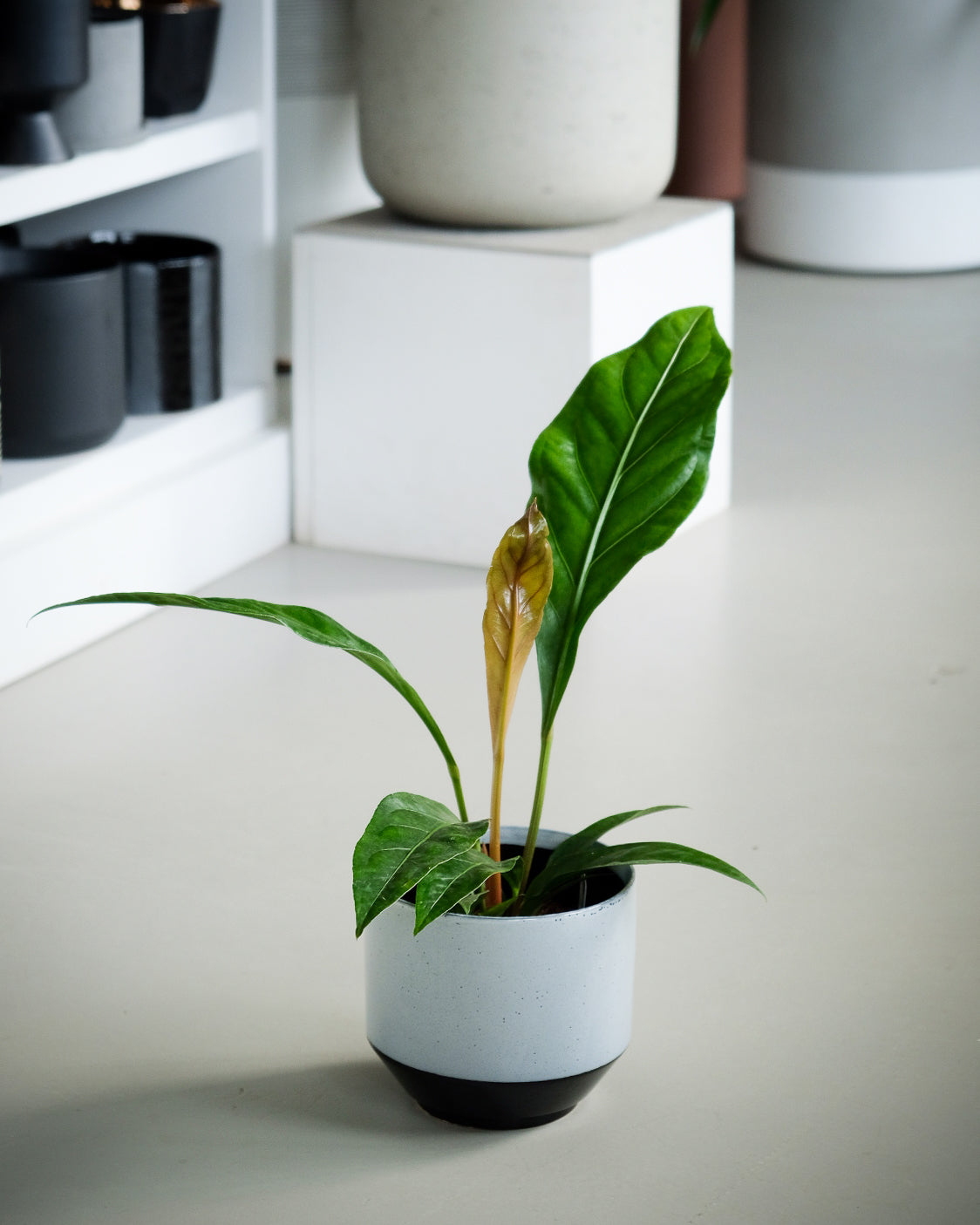 Anthurium ellipticum « Jungle King »