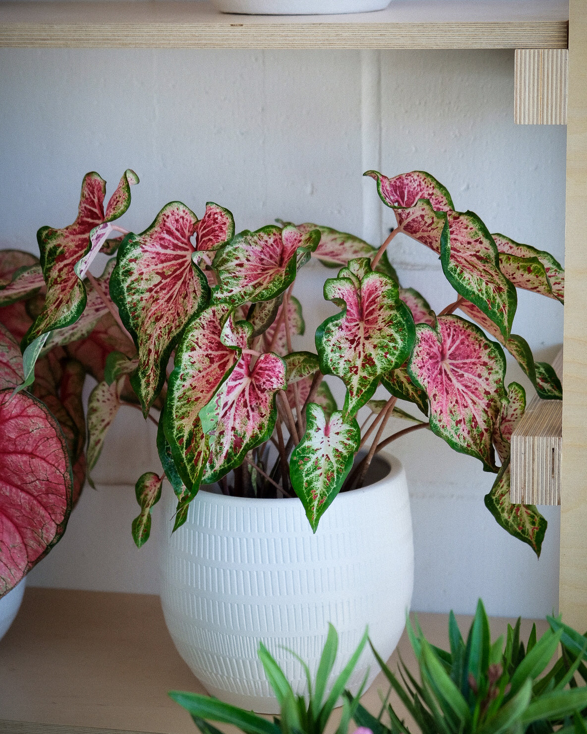 Caladium hortulanum « Heart & Soul »