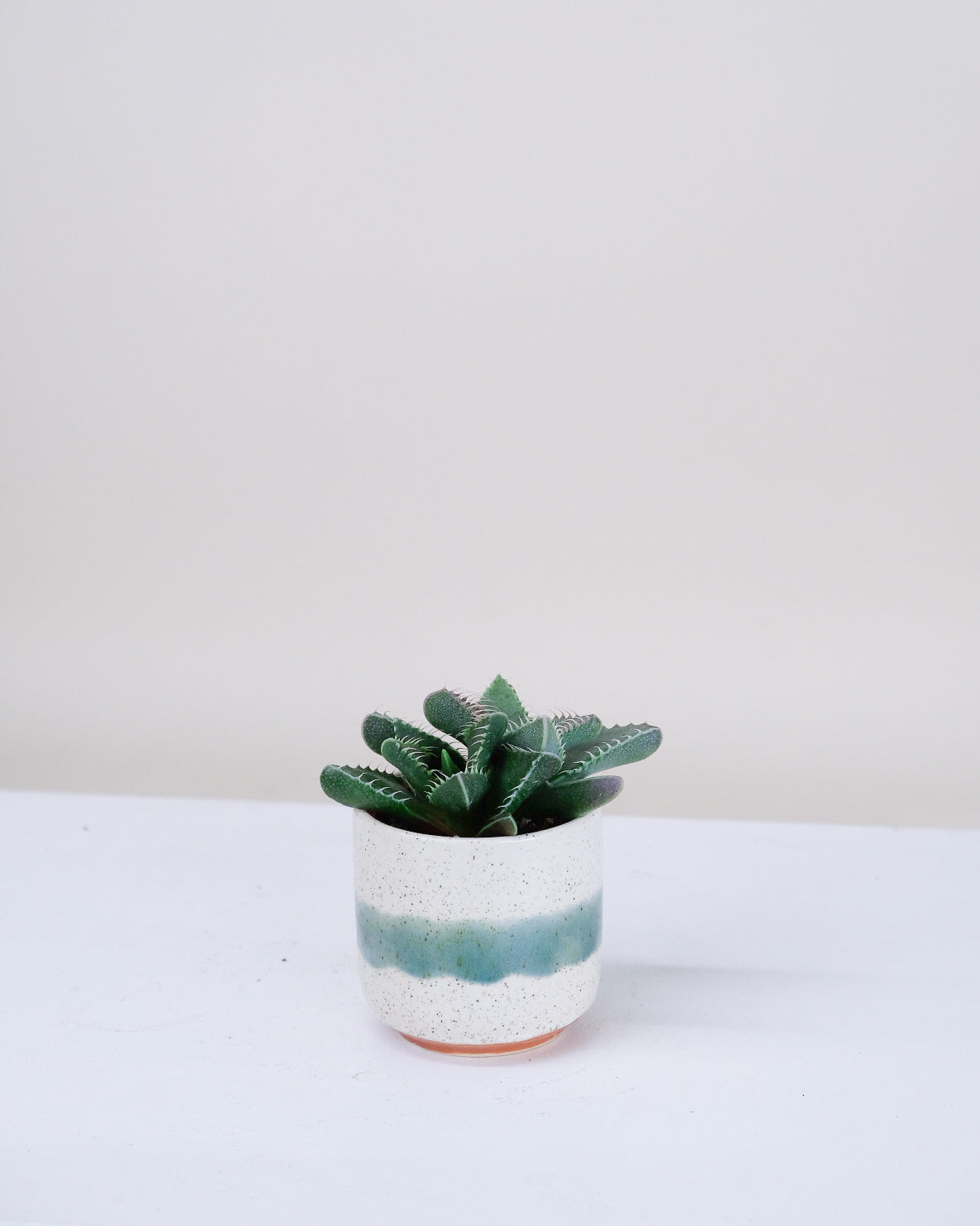 Faucaria tigrina « Tiger Jaw »