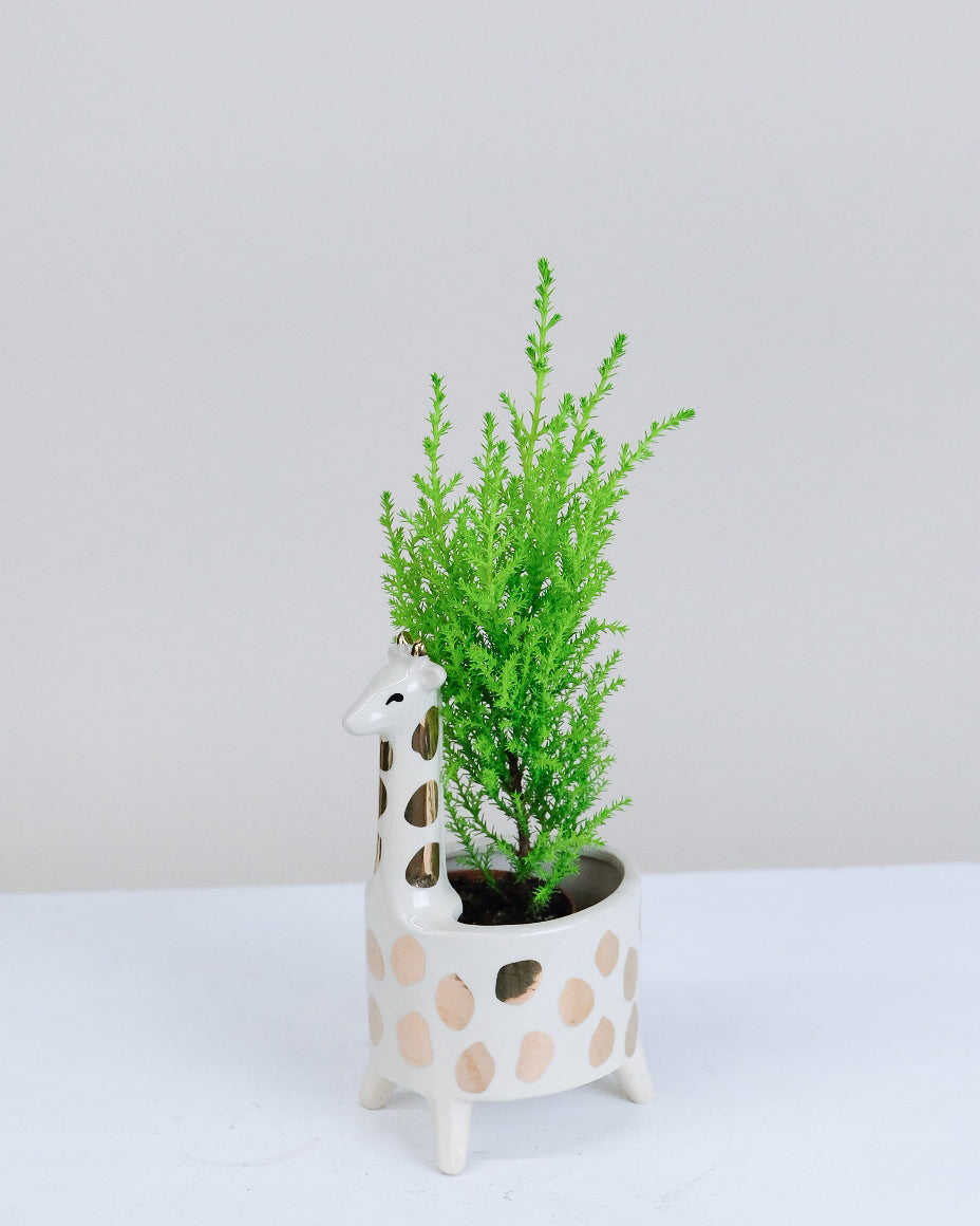 Cupressus macrocarpa « Goldcrest »