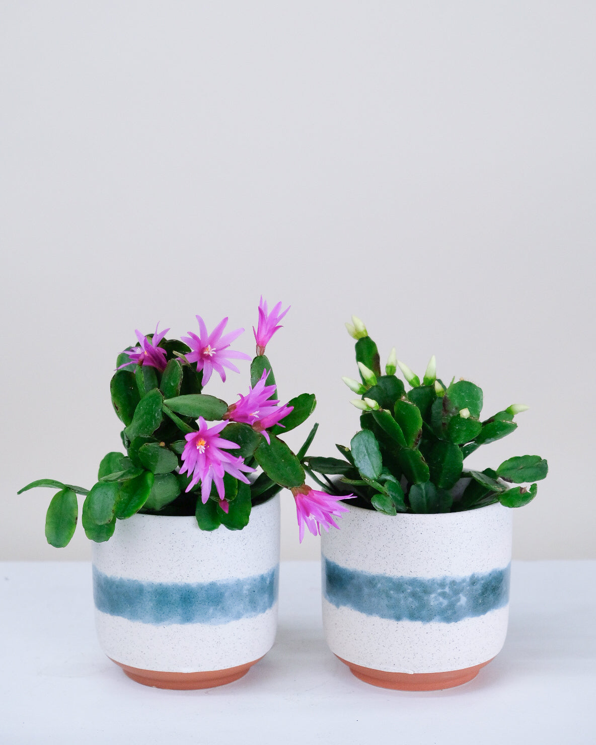 Rhipsalidopsis gaertneri « Cactus de Pâques »