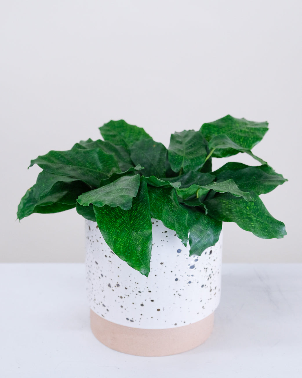 Calathea « Musaica »