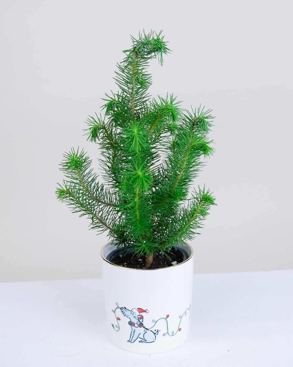 Pinus pinea