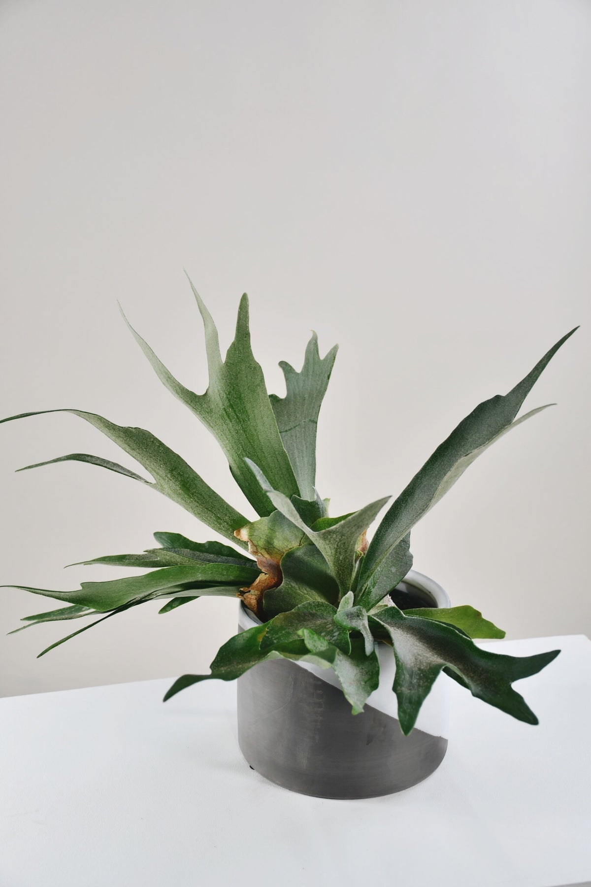 Platycerium bifurcatum