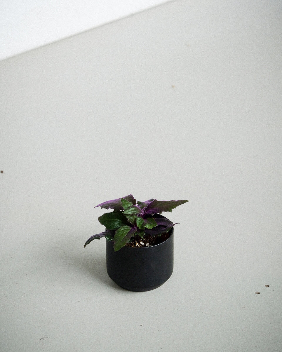 Gynura Aurantiaca « Purple Passion »