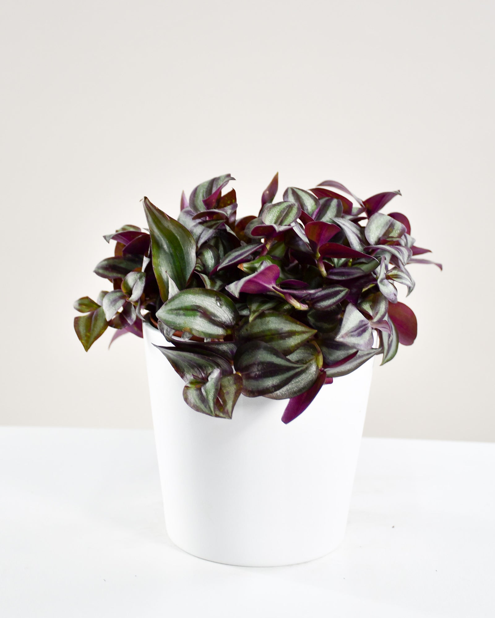 Tradescantia zebrina