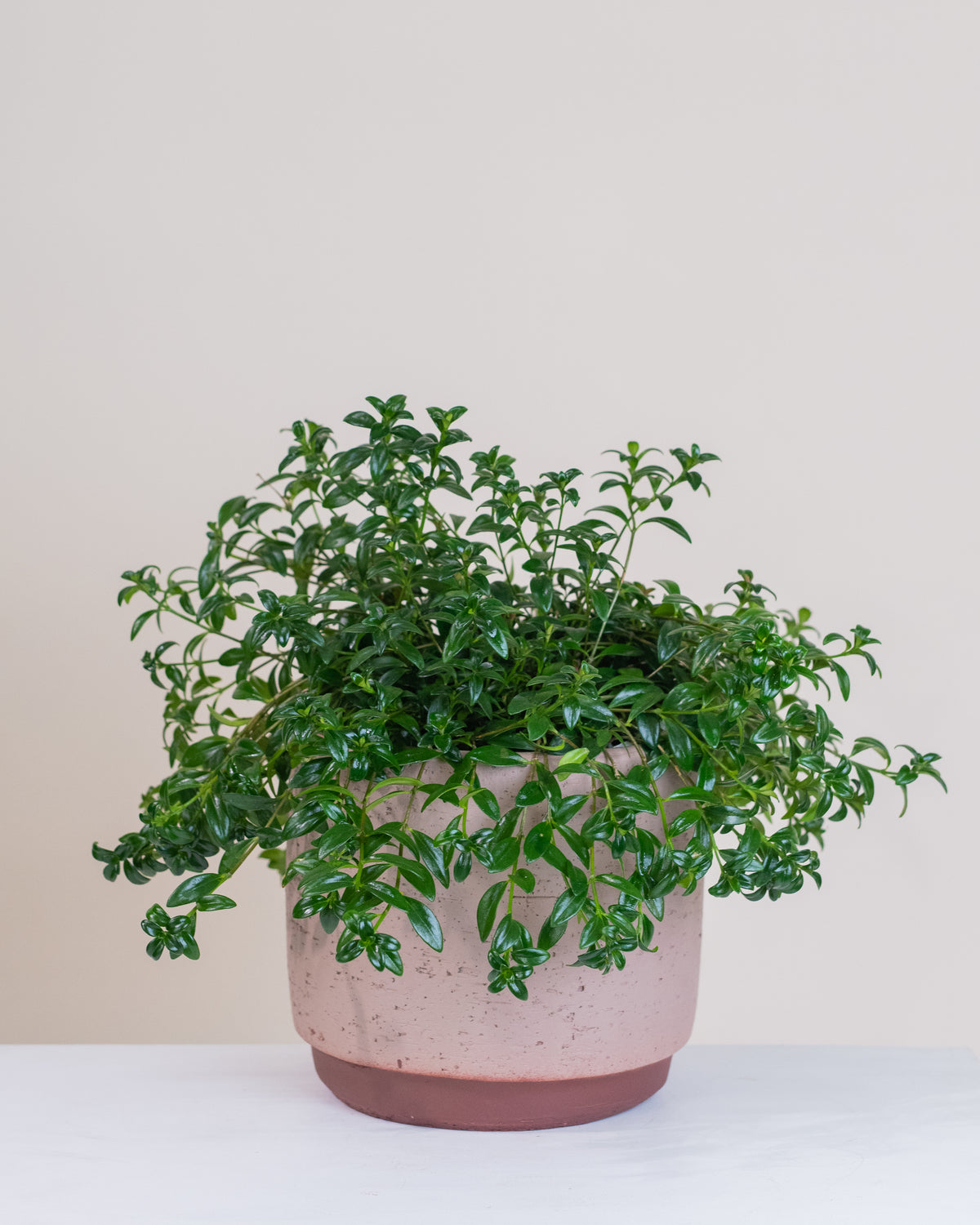 Nematanthus nervosus