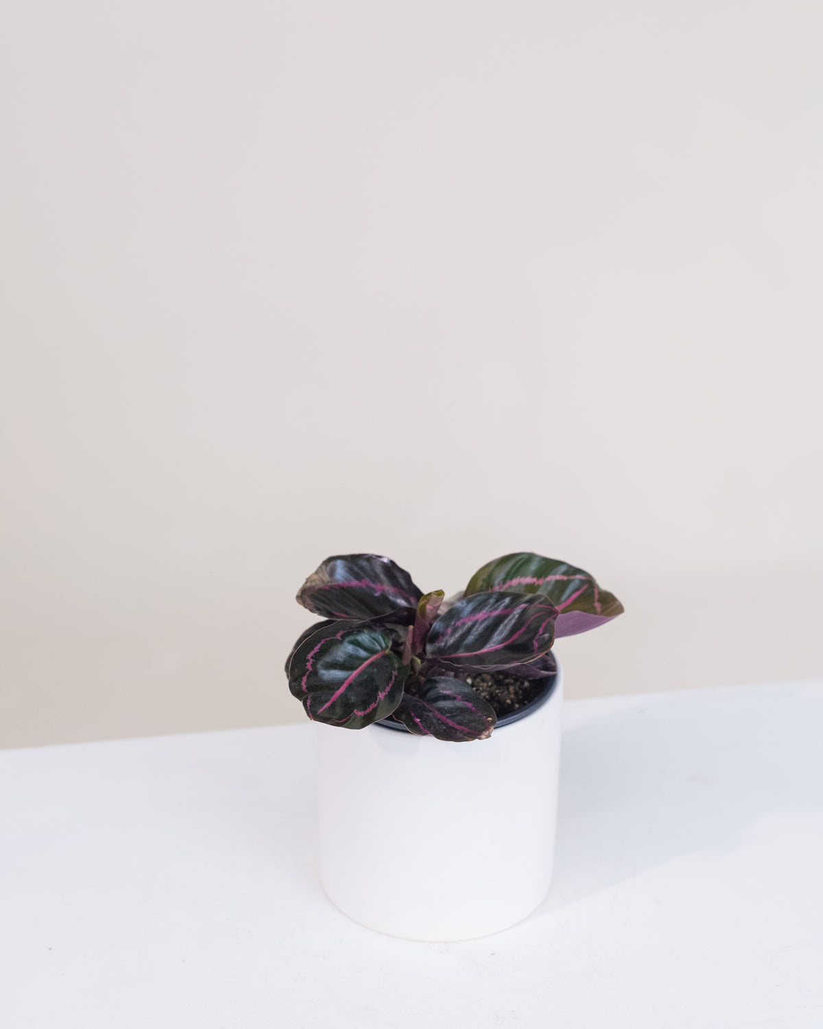 Calathea roseopicta « Dottie »